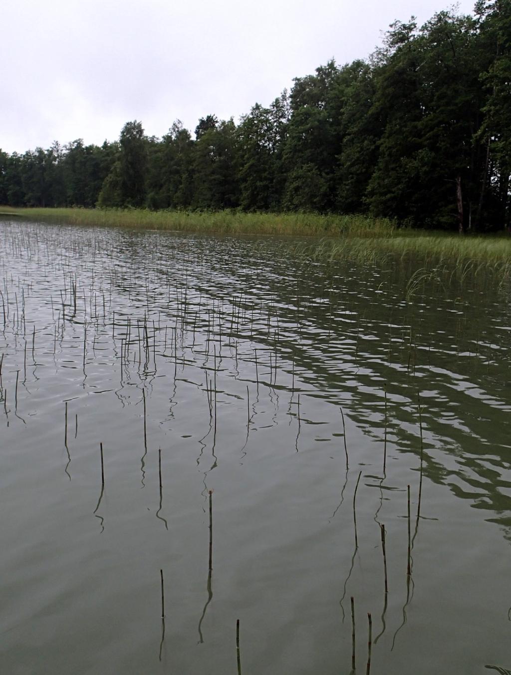 Kirkkonummi, Juusjärvi Vesikasviselvitys