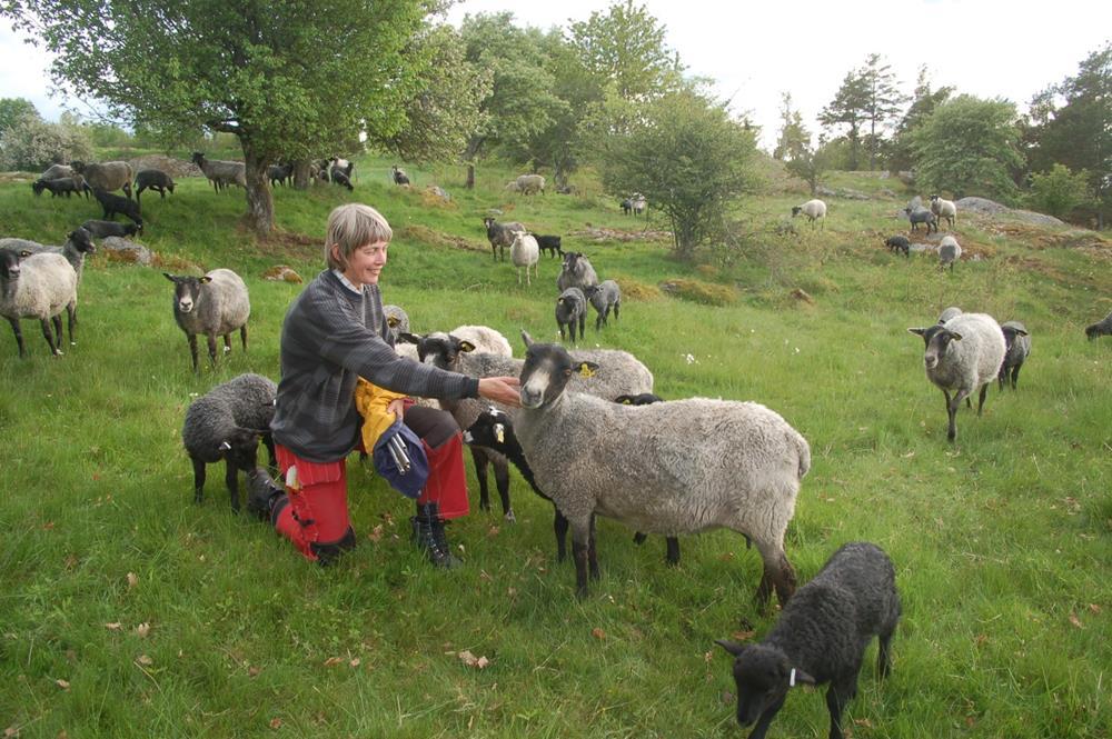 Luonnonlaidun En föreläsning om djur på naturbete Av Birgit Fag