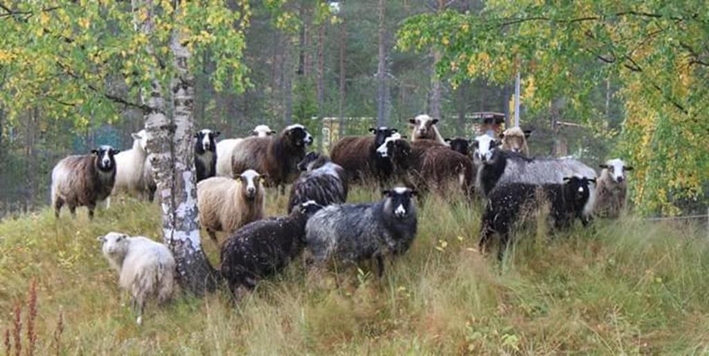 Luonnonlaidun - määritelmä Maatalousmaa, joka ei ole peltoa ja jota hoidetaan