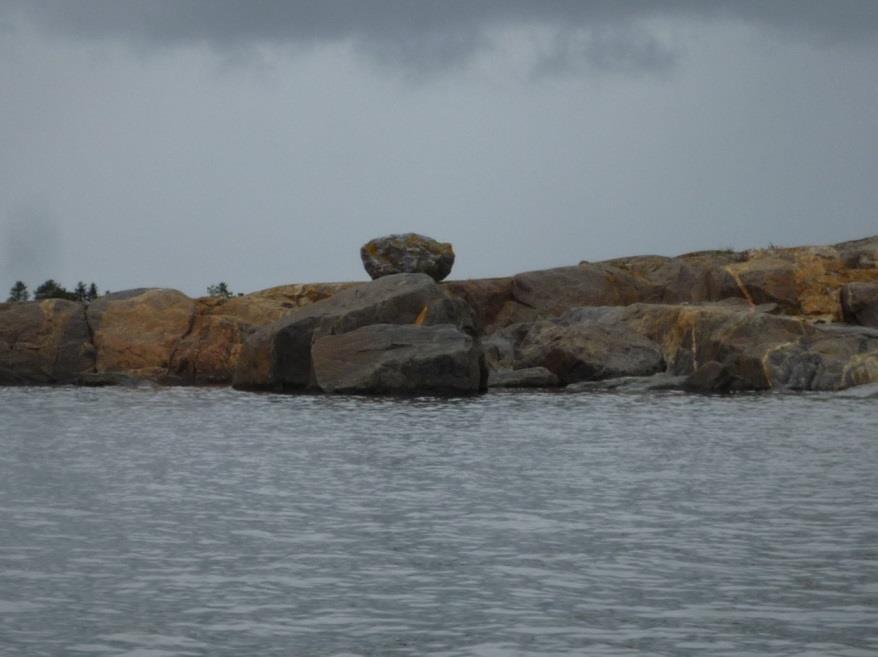 Munasta kuoriutumisen jälkeen poikaset jäivät viikkokausiksi pesään, jonne emot toivat ruokaa, useimmiten kivinilkkoja. Pesäpaikat löydettiin parhaiten kiven alta pistävän lemun perusteella.