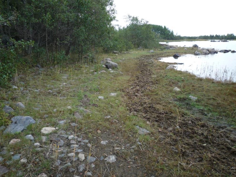 Kivi on juovikasta osin syöpynytta ja lohjennutta tummanharmaata gneissiä. Kuva: Lasse Lovén. Santakari on Pooskerin eteläpuolella, aivan sen kainalossa.