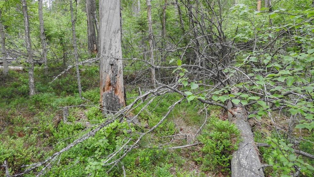 jyrkänne on kasvillisuudeltaan luokiteltavissa karuksi varjoisaksi kalliojyrkänteeksi, joka on silmälläpidettäväksi NT arvioitu luontotyyppi. Jyrkänteet ovat metsälain 10 suojelemia kohteita. 8.