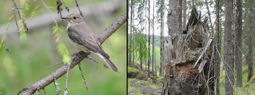 Ketotuulenlento on luonnonsuojeluasetuksella erityisesti suojeltavan tuulenlentopussikoin (Coleophora filaginella) EN toukkien ravintokasvi.