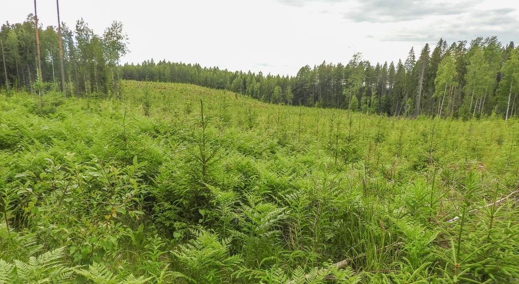 Osa-alue 2: Valtatien ja hiekkatien välissä on kapea kaistale varttunutta mäntyvaltaista metsää, jonka kenttäkerroksessa kasvaa etenkin kanervaa, mustikkaa ja kangasmaitikkaa.