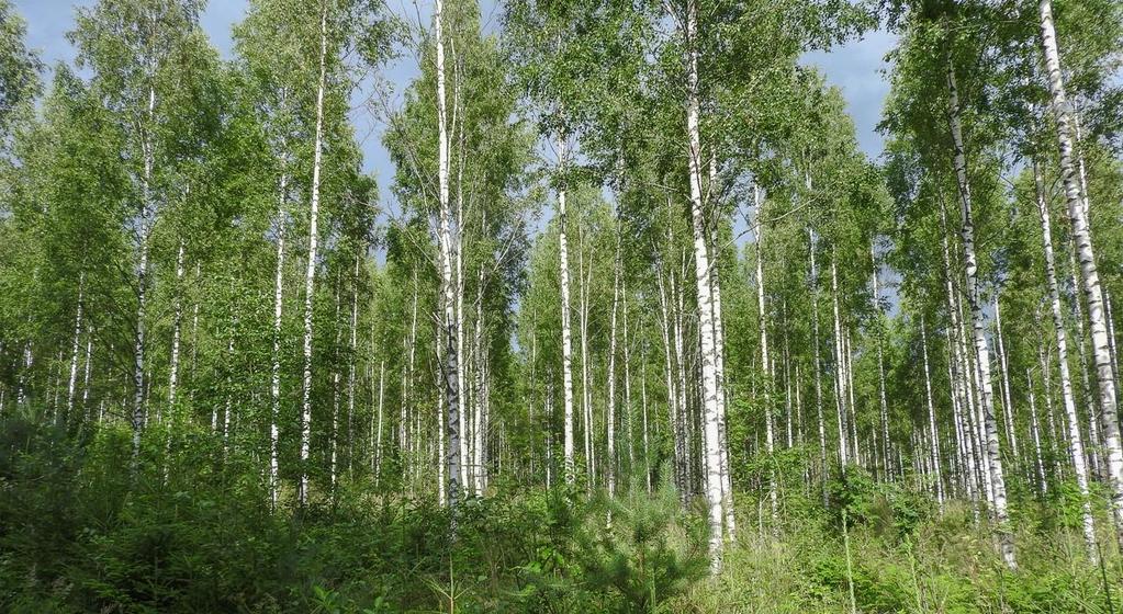 mäntyvaltaisia metsiä, jotka Koivusillanmäen kaakkoispuolella muuttuvat tiheiksi kuusivaltaisiksi kasvatusmetsiksi.