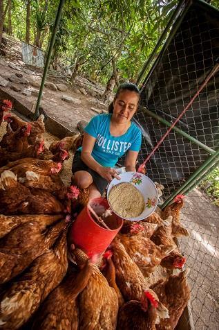 Kanala tuottaa iloa ja munia Rosa Delfina Cruz asuu Guasuyucan kylässä Pohjois- Nicaraguassa. Solidaarisuuden kehityshanke on auttanut häntä perustamaan kanalan. Cruzilla on kuusikymmentä kanaa.