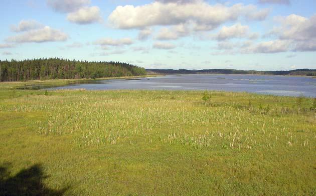 3 Kiesjärven linnusto 3.1 Pesimälinnusto 3.1.1 Vesilinnut Kesän 2004 vesilintulaskennoissa Kiesjärvellä tavattiin 12 pesivää vesilintulajia ja 58 paria (taulukko 23c).