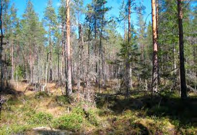 Voimala 9 Voimalan rakennuspaikka sijoittuu pienelle kalliokohoumalle, jonka puusto on pääosin kituliasta ja pohja jäkäläpeitteistä.