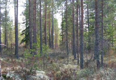 Kallioalueen reunassa on pieni soistuma (kuvassa), jossa kasvaa sekä suo- että metsävarpuja. Huoltotie voimalalle 9 sijoittuu varttuneeseen kuivahkoon kangasmetsään.