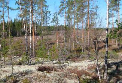 Voimala 13 Voimala sijoittuu kallioalueelle laajan hakkuuaukean itälaidalle. Valtapuusto on noin 20-30-vuotiasta männikköä, lisäksi esiintyy koivua ja katajaa.