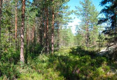 Huoltotien voimalalle 18 on suunniteltu olemassa olevalta metsäautotieltä etelän suuntaan. Tie sijoittuu mäntyvaltaiselle kallioiselle alueelle.