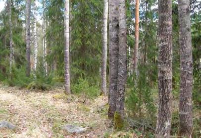 Ruohopohjaisen vanhan peltotien ympäristössä puusto on nuorta ja lehtipuuvaltaista, runsaimpina kasvavat pajut (Salix sp.) sekä hies- ja rauduskoivu.