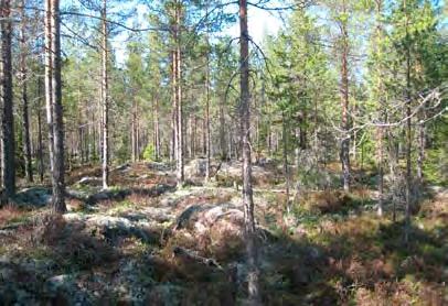 Huoltotie voimalalle 25 on suunniteltu rakennettavan voimalalta 19 etelään. Huoltotie sijoittuisi kuivalle kankaalle (CT) ja kallioille.