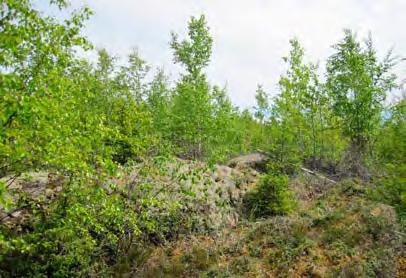 Voimala 26 Voimalan sijoituspaikka on kalliosta kuivaa kangasta (kanervatyyppi, CT). Voimala sijoittuu kallion lakialueelle, jonka kasvillisuudessa vallitsevat kanerva ja poronjäkälä.