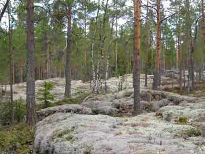 Tie kulkee ensin sähkölinjan viertä kaakkoon ja kääntyy kallioharjanteen jälkeen kohti pohjoista. Tie ylittää kaksi matalaa kallioaluetta, joilla kasvaa puolukkatyypin mäntyvaltaista sekametsää.