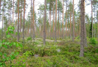 Voimalalle 28 johtava huoltotieyhteys on lyhyt ja sijoittuu metsänuudistusalalle, jolta hakkuutähteet ovat korjaamatta.