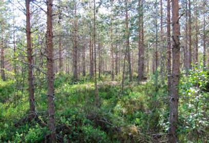 Voimalanpaikan eteläpuolella on tehty havaintoja liitooravista. Varsinainen voimalan sijoituspaikka on karu kallioalue, jolla ei esiinny liito-oravan elinympäristöksi soveltuvaa metsää.