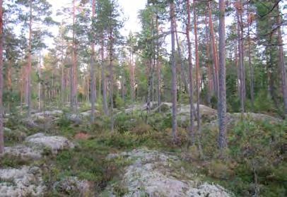 Voimala 47 Rakennuspaikka sijoittuu hakkuuaukon ja varttuneen kasvatuskuusikon rajalle tuoreella kankaalla (MT).