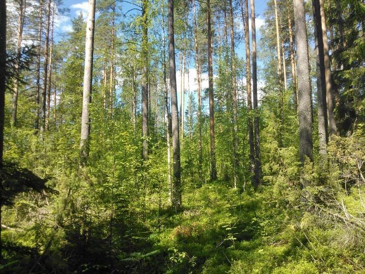 Kallioisuus vaikeuttaa mm. tarvittavien jätevesijärjestelmien rakentamista. Tie nykyiselle paikalle olisi melko hankala toteuttaa maastoolosuhteinen ja läheisen sähkölinjan takia.