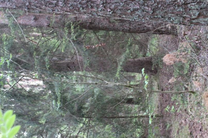5 2.3 Kangasmetsä Kuva 2: Käenkaali-mustikkatyypin lehtomainen kangas Kangasmetsässä kasvaa monen ikäisiä mäntyjä ja kuusia sekä
