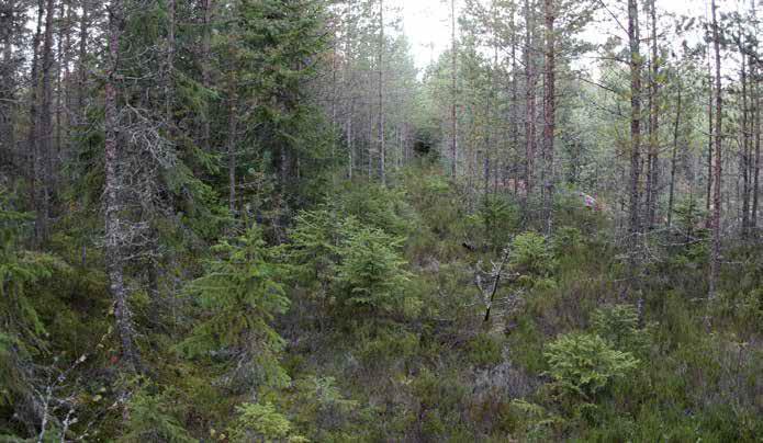 Aluskasvillisuudessa kasvaa valtakasvina kanervaa sekä vähän puolukkaa, mustikkaa, metsälauhaa ja kevätpiippoa.