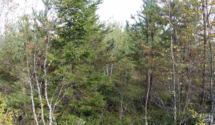 Aluskasvillisuudessa vallitsevia kasveja ovat puolukka ja kanerva, myös mustikka, metsälauha, kangasmaitikka ja pallosara kasvavat alueella.