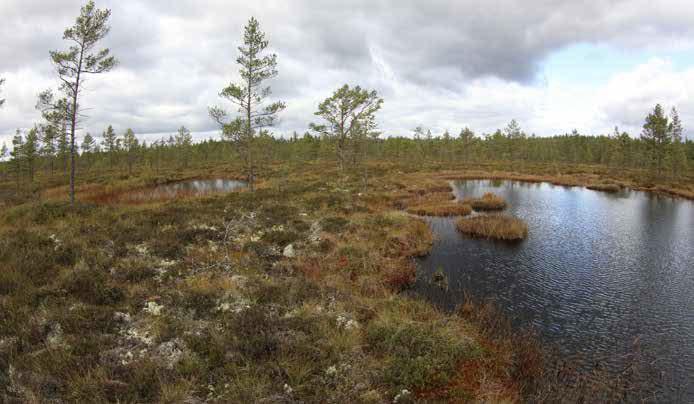 Alueella on noin 15 pienehköä allikkoa, joissa vettä on ilmeisesti ympäri vuoden. Keidasrämeen (KeR) matalilla kermeillä kasvaa harvahkoa kitumännikköä.