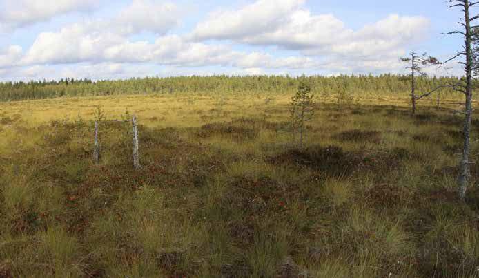 Kasvillisuus on tyypillistä karuille soille; isovarpurämeellä kitukasvuinen mänty on vallitseva puulaji ja aluskasvillisuutta luonnehtivat suovarvut.