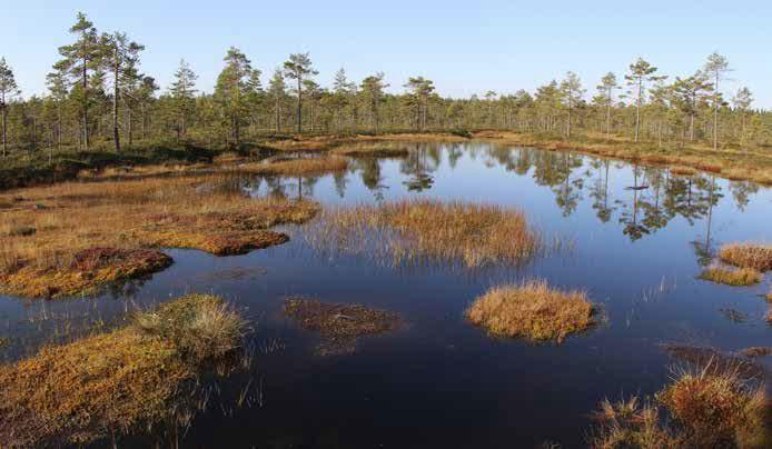 Aluskasvillisuutta vallitsevat suopursu, vaivaiskoivu, juolukka, kanerva, suokukka ja puolukka. Tupasvillarämeellä kasvaa harvahkoa männikköä sekä tupasvillaa, lakkaa, suokukkaa ja kanervaa.