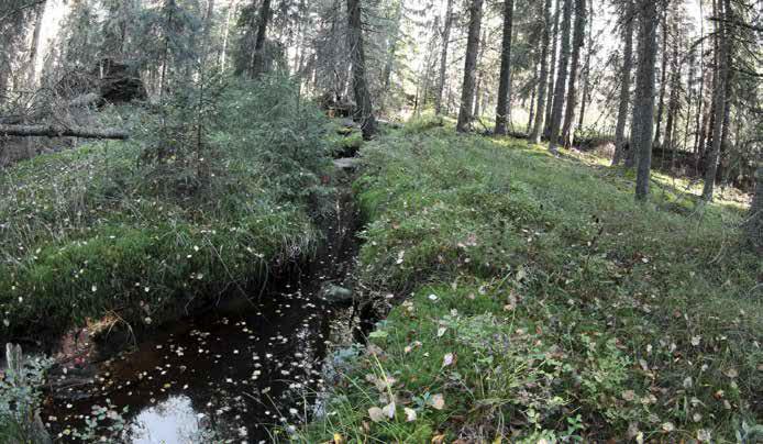 Kuviolla on jonkin verran tuulenkaatokuusia ja koivupökkelöitä.