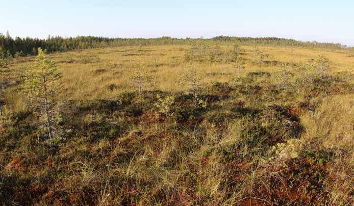 Myös lakka, suokukka, variksenmarja ja kanerva löytyvät pieniltä mätäspinnoilta. Märemmillä paikoilla kasvavat leväkkö, mutasara, valkopiirtoheinä, isokarpalo sekä pyöreälehtikihokki.