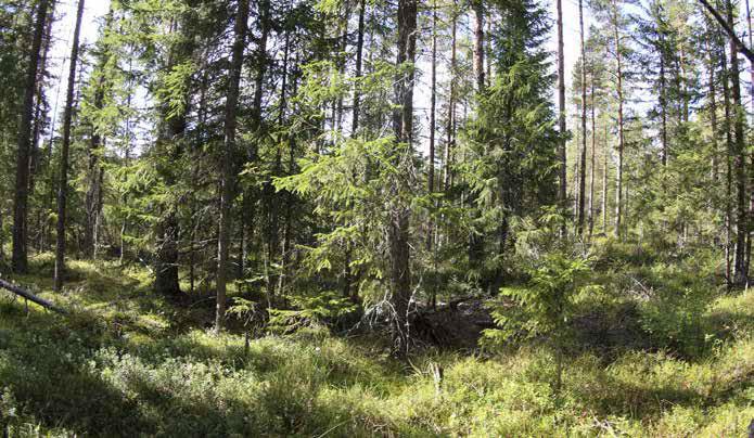 Aluskasvillisuudessa ovat vallitsevina puolukka, mustikka ja kanerva. Myös metsälauha, pallosara, hanhenpaju ja nuokkutalvikki kasvavat alueella.