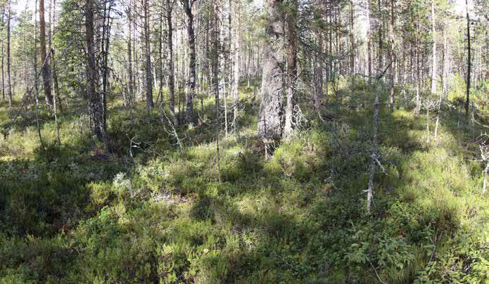 Pensaskerroksessa esiintyy virpapajuja, katajia sekä havupuiden taimia. Aluskasvillisuudessa vallitsevia ovat kanerva ja puolukka.