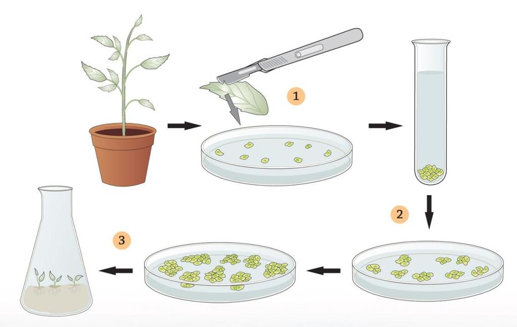 Kasvien lisääminen monistamalla Haploidiatekniikka: Siitepölyhiukkasia kasvatetaan sopivalla