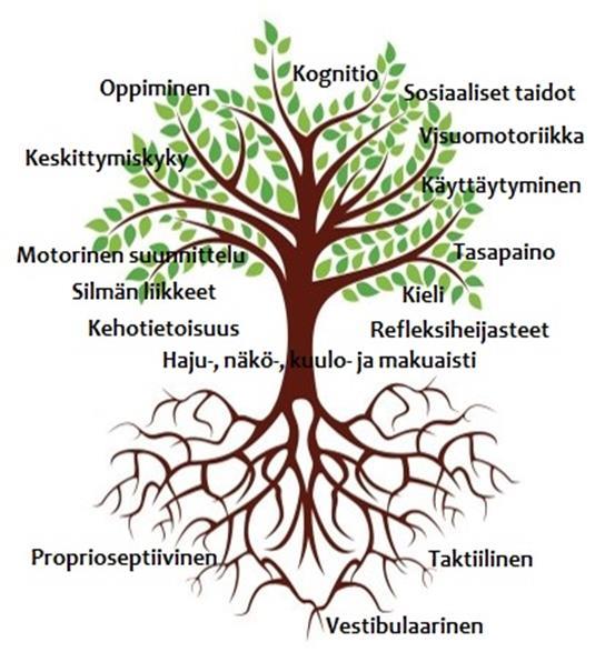 10 (50) 3 AISTIJÄRJESTELMÄT Aistien merkitys on tiedettävä ennen kuin voi ymmärtää, mitä on sensorinen integraatio. Meillä on useampia aisteja, joita kaikki eivät välttämättä edes tiedosta.