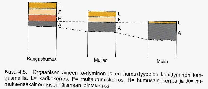Metsämaan maannos, humustyypit 14 L = tuore tai heikosti hajonnut karike F= osittain hajonnut, mutta pääosin vielä tunnistettavissa karike H= orgaanisen aineen