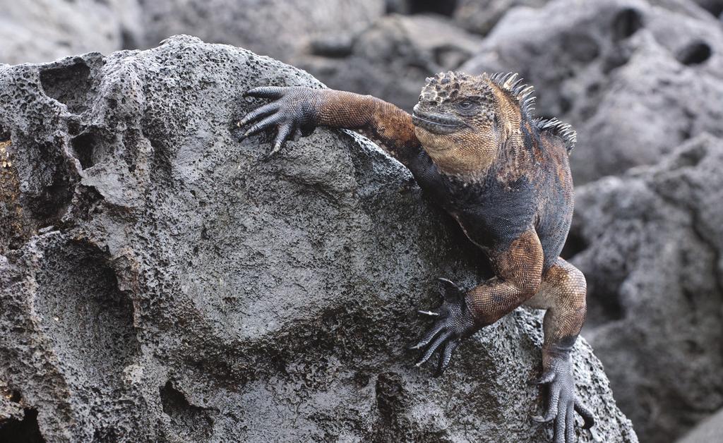 Galapagokselta paluun jälkeen tutustumme aivan toisenlaiseen maailmaan, Amazonin sademetsiin. Ecuadorin sademetsät on todettu luonnon monimuotoisuuden suhteen Amazonin rikkaimmiksi alueiksi.