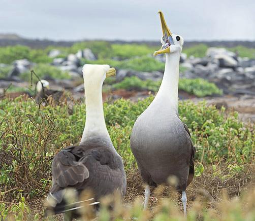 saaristossa tai maailmassa, ja täälläkin vain huhtikuun lopun ja joulukuun välisenä aikana. Parhaimmillaan voimme päästä seuraamaan jopa pesinnän loppuvaiheessa nähtävää albatrossien soidinta.