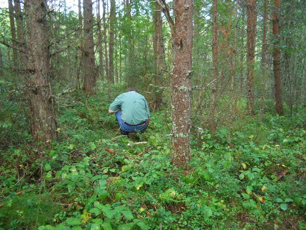 4 Myllyrinteen-Kannelsuon alue on maastoltaan loivahko ja pienipiirteinen. Maaperä on kaikkialla alueella varsin kivinen hietamoreeni, paikoin soinen korpimaa.