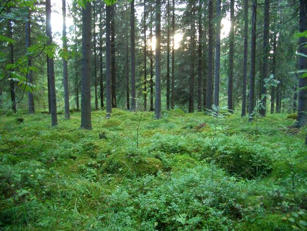 Koekuoppia tehtiin satunnaisesti alueen kaakkoisosassa Kennäälän talon länsipuoleisella alueella. Alue on kivinen ja maaperä kostea.