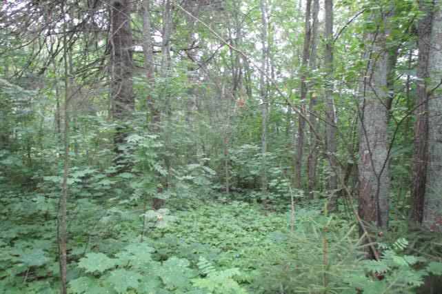 Hoitamattoman pihan ovat kuitenkin pääosin vallanneet korkeat heinät ja ruohot kuten koiranheinä, peltoohdake, maitohorsma, vuohenputki ja vadelma (kuva 6). Saimaantien varressa kasvaa nuoria koivuja.