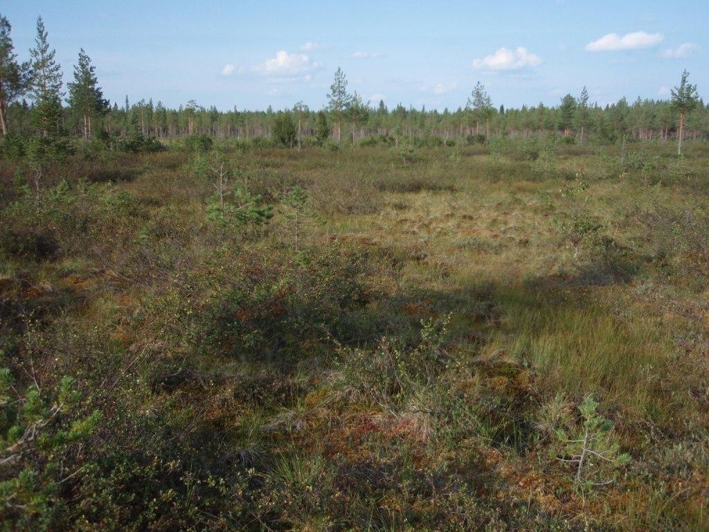 Oligotrofinen saraneva