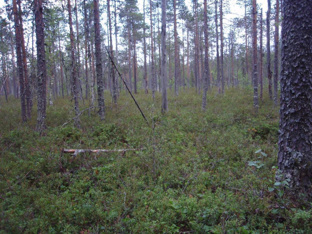 Konttisuolla. Kuva 3.