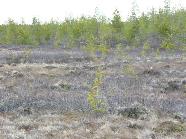 Makkaralamminaapaa ja Joutsenenpesäaapaa jakava tie sekä tietä reunustavaa