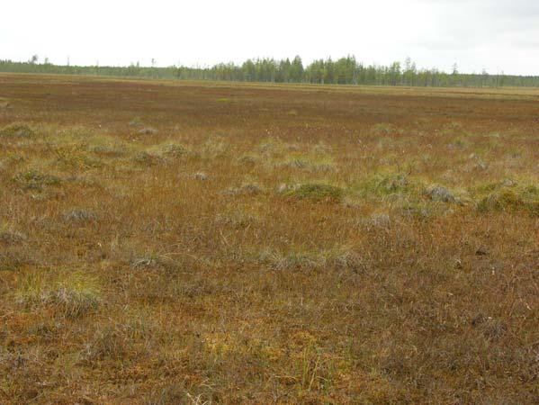 LIITTEET MAKKARA-AAVAN KASVILLISUUSSELVITYS 1-9 5. Makkaralamminaapaa (olrin).