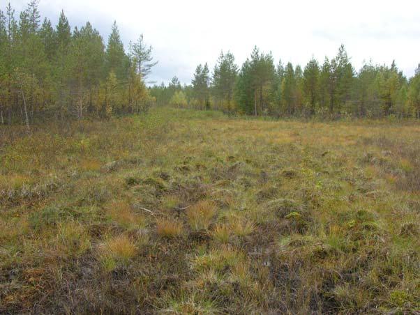 LIITTEET MAKKARA-AAVAN KASVILLISUUSSELVITYS 1-11 9.