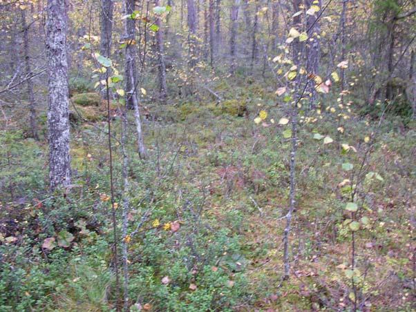 LIITTEET MAKKARA-AAVAN KASVILLISUUSSELVITYS 1-13 13. Puolukkaturvekangasta.