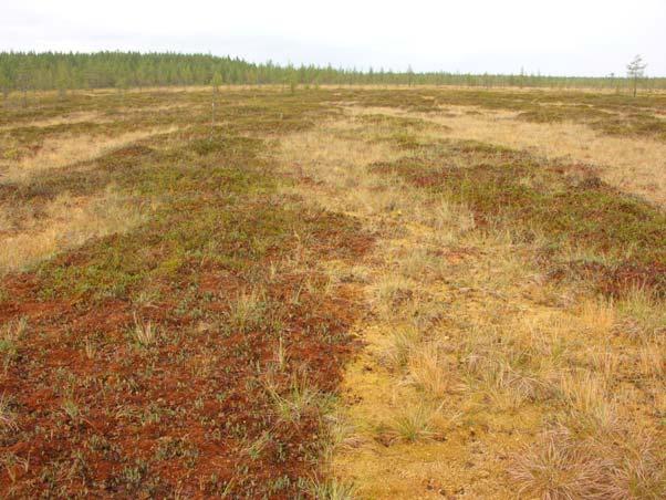 LIITTEET MAKKARA-AAVAN KASVILLISUUSSELVITYS 1-14 15. Rahkarämettä Linkkahyöteikön koilispuolella (RaR).