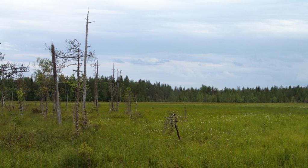 Makkara-aavan kämmekkäselvitys 2017 4 (8) Vuoden 2017 täydentävän kämmekkäselvityksen maastotyöt suoritti FM biologi Minna Takalo FCG Suunnittelu ja tekniikka oy:stä.