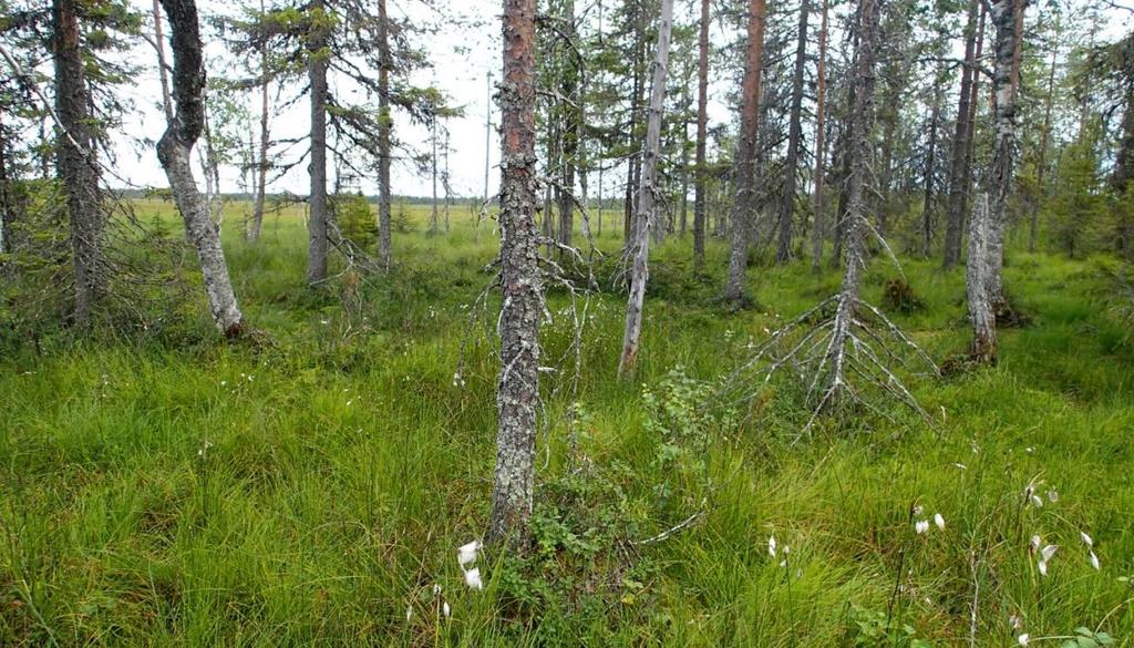 Makkara-aavan kämmekkäselvitys 2017 6 (8) Kuva 3. Mesotrofista saranevaa Joutsenenpesäaavalla. Kuva 4. Luhtanevakorpea Joutsenenpesäaavalla 2.